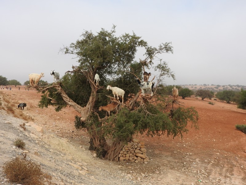 46 Piante di Argania Spinosa